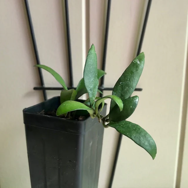 Hoya parviflora H181 - Image 9