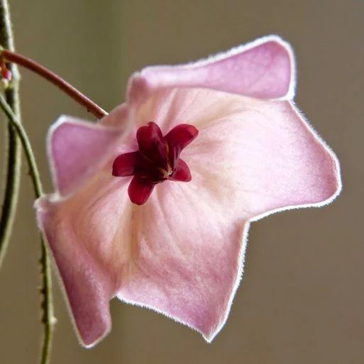 Hoya patella 'Pink' IML 1096 H70