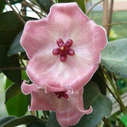 Hoya patella 'Pink' IML 1096 H70 - Image 2