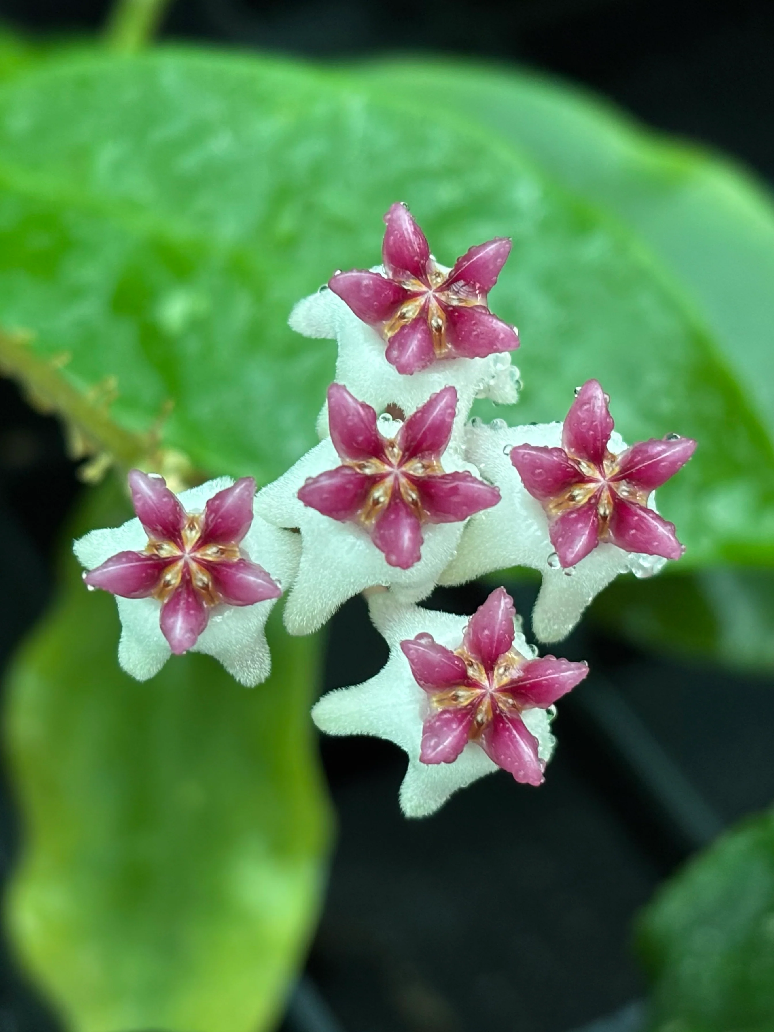 Hoya 'Patricia' H396 - Image 4