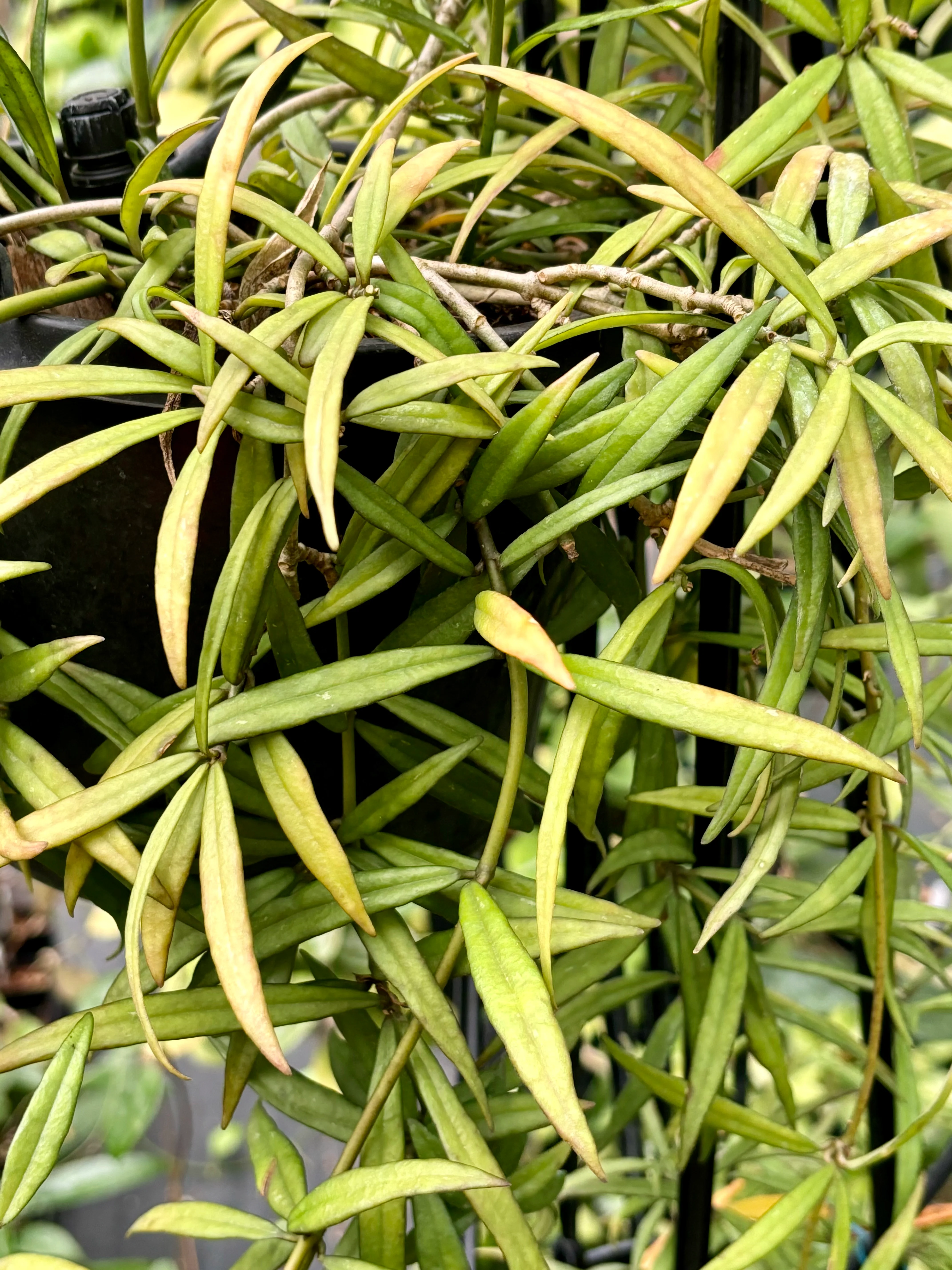 Hoya pauciflora H11 - Image 3