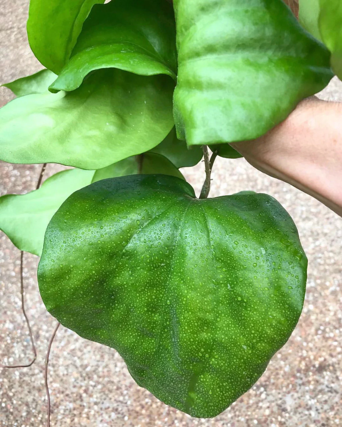 Hoya pentaphlebia IML 0391 H249 - Image 2