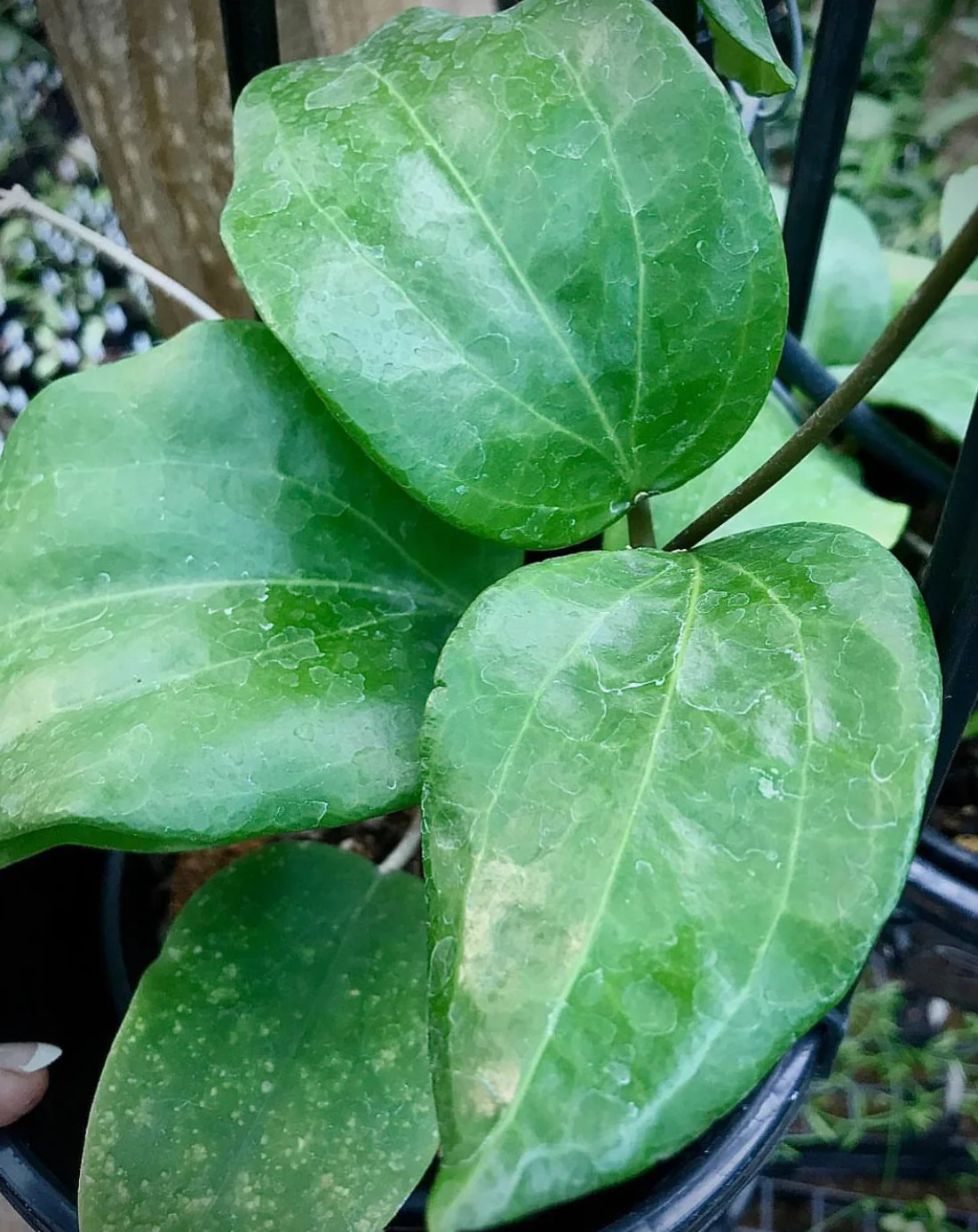 Hoya pentaphlebia IML 0391 H249 - Image 6