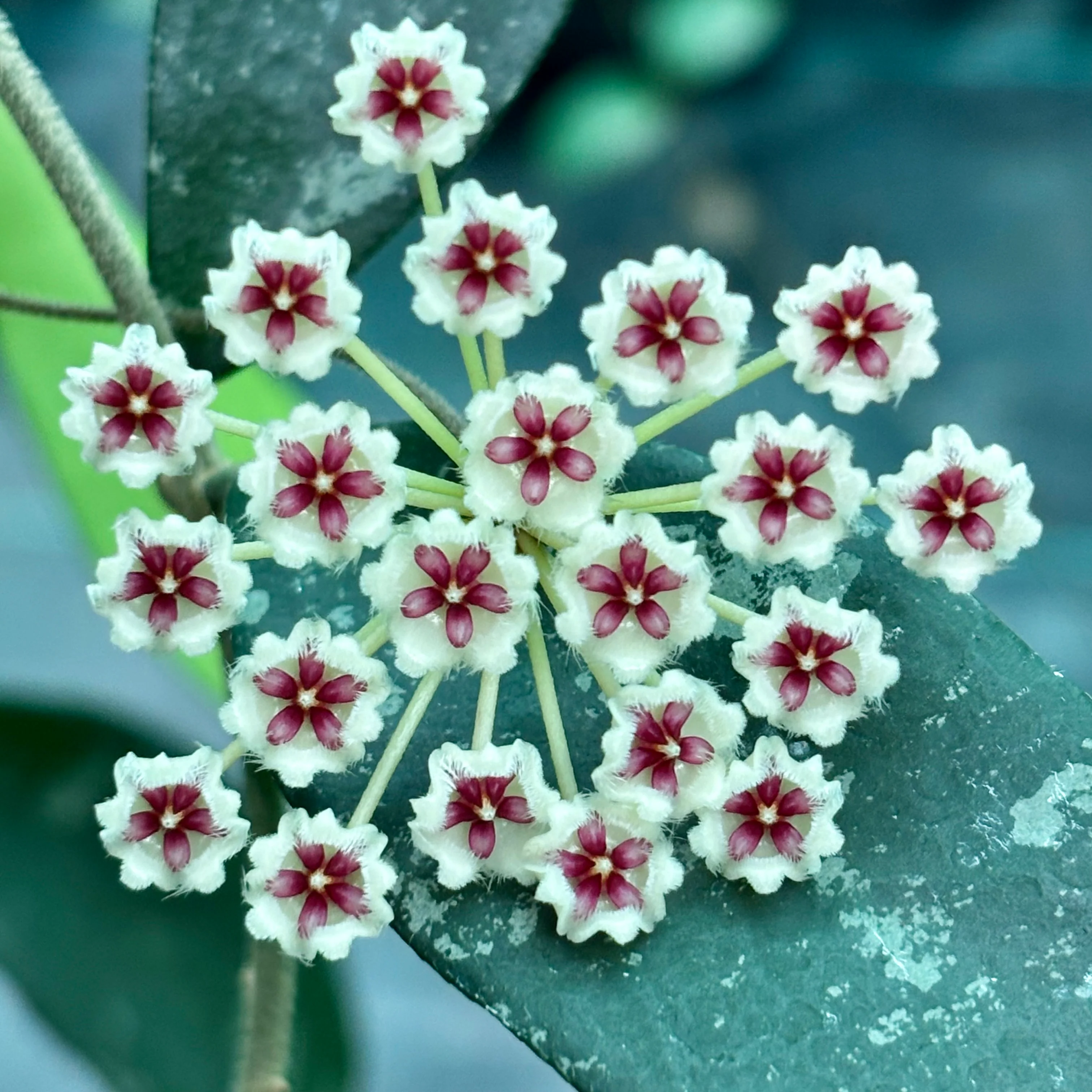 Hoya phuwaensis H317 - Image 12
