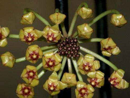 Hoya plicata H206 - Image 3
