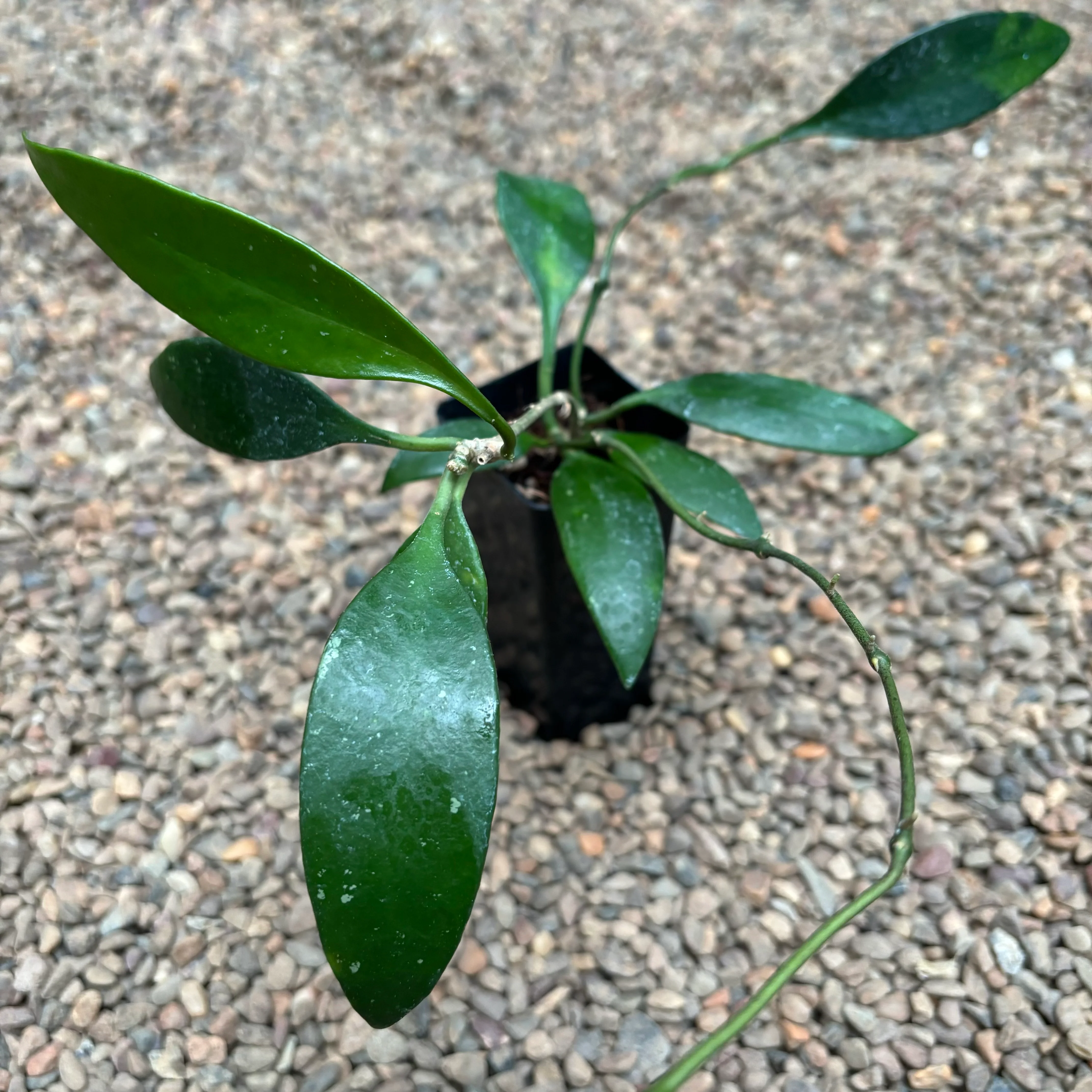 Hoya plicata H206 - Image 5