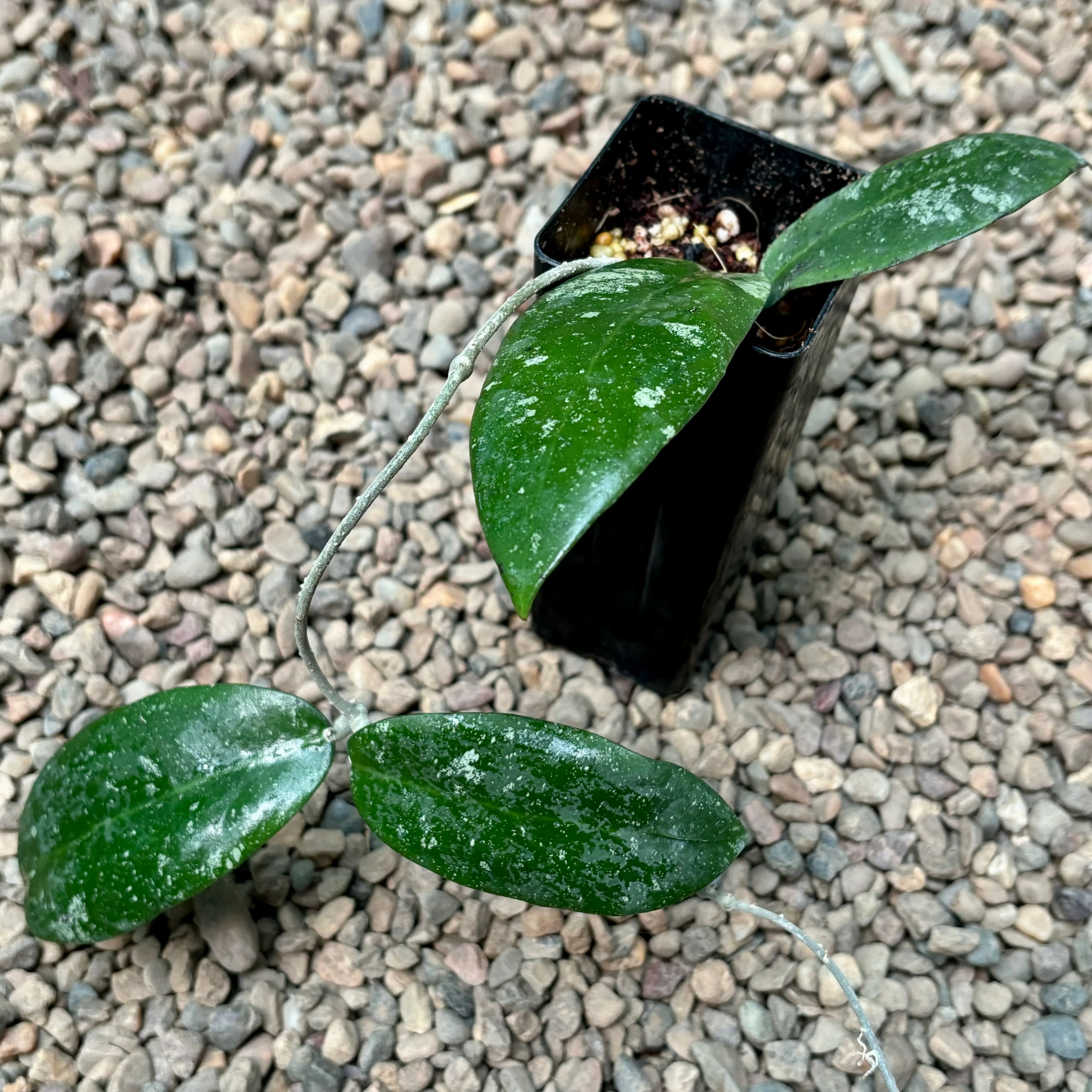 Hoya polypus (pink) H459 - Image 3
