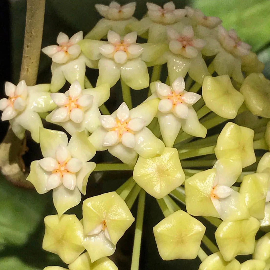 Hoya verticillata (Chiang Mai) H23 - Image 2