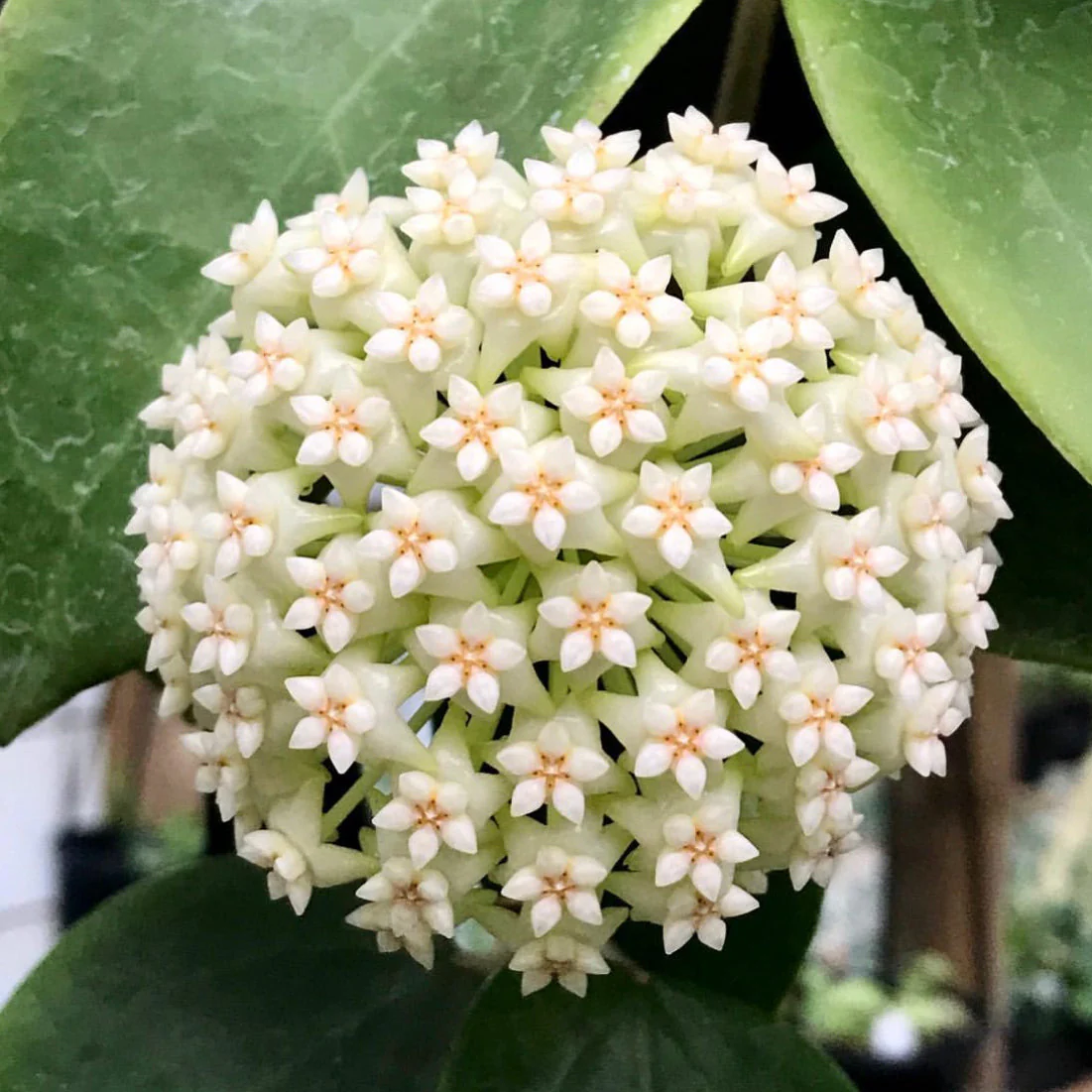 Hoya verticillata (Chiang Mai) H23 - Image 9