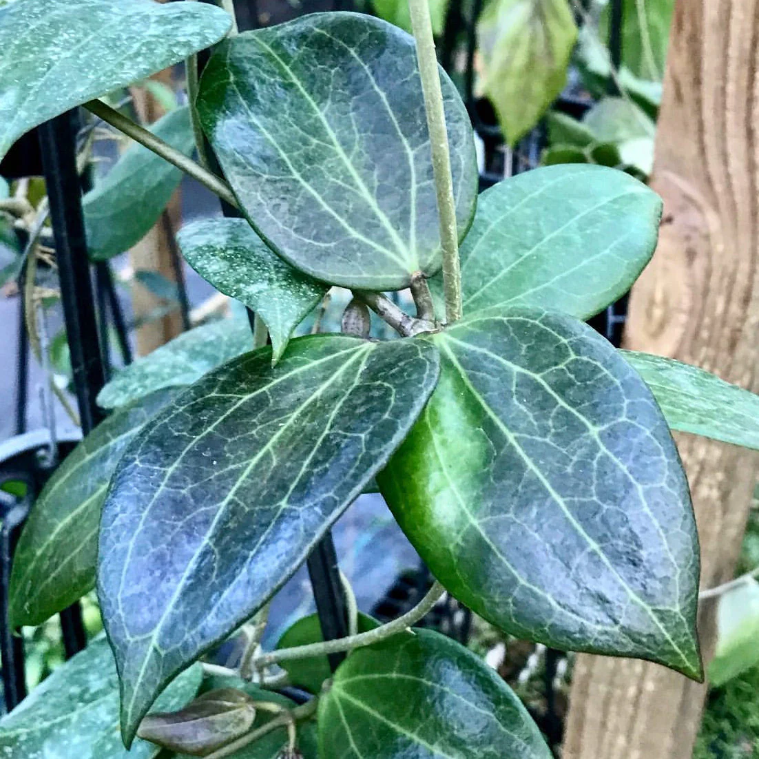 Hoya nicholsoniae Cooper's Ck. IML 0353 H255 - Image 2