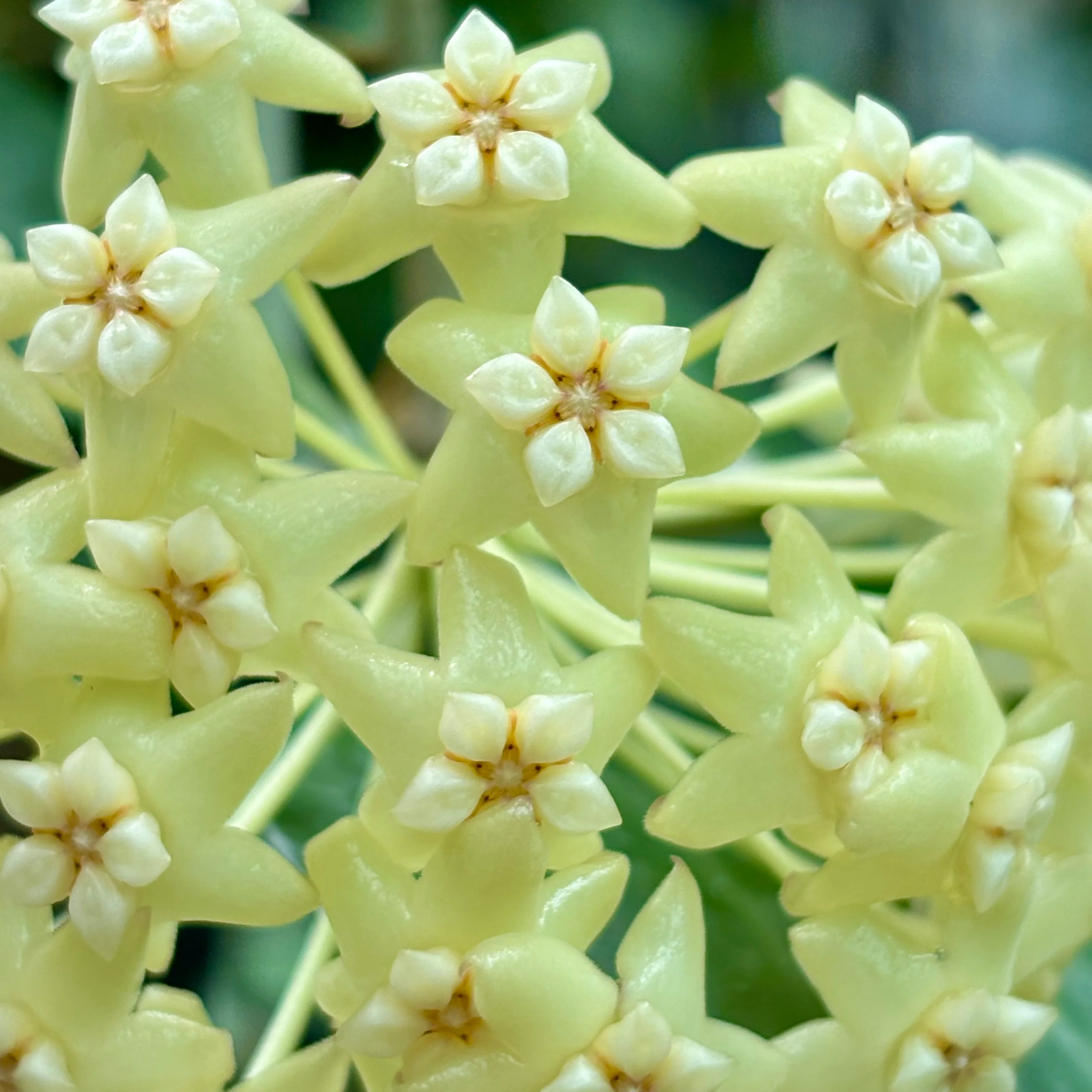 Hoya nicholsoniae Cooper's Ck. IML 0353 H255 - Image 6