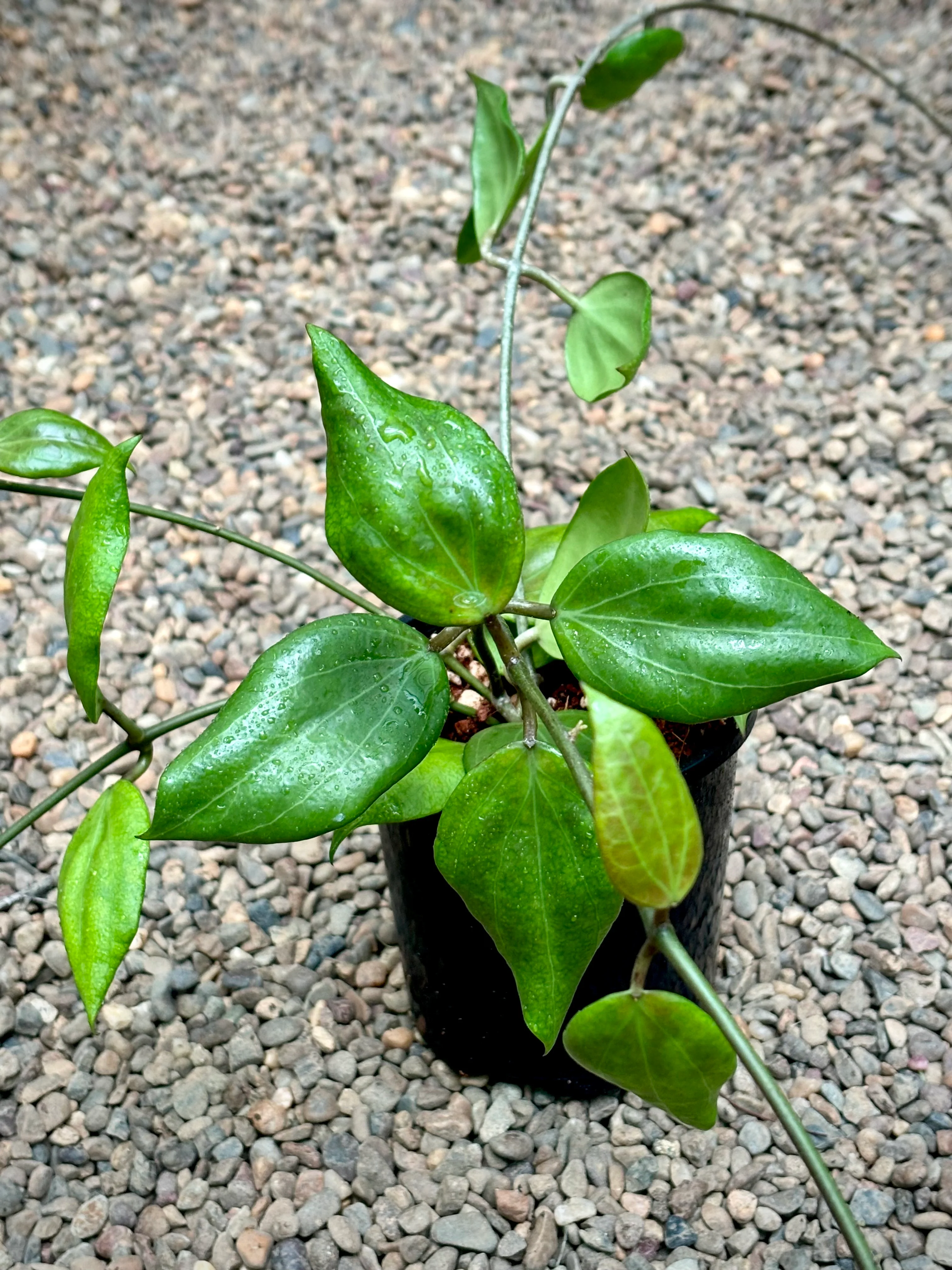 Hoya nicholsoniae H4 - Image 3