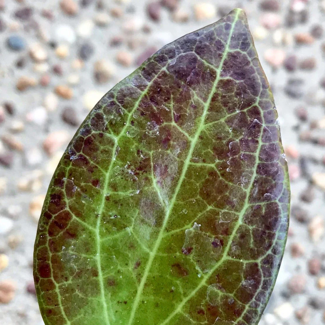 Hoya nicholsoniae H4 - Image 4