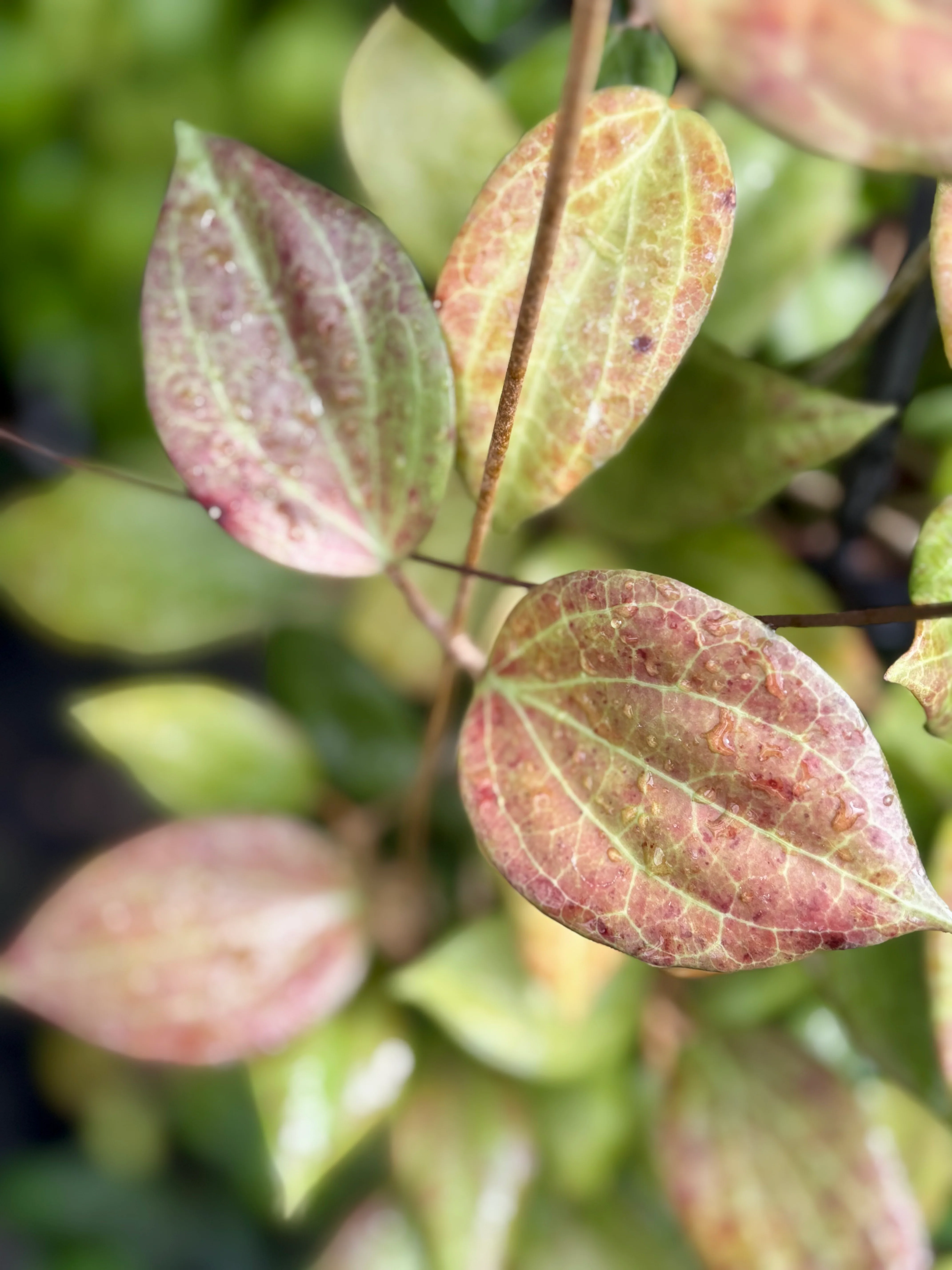 Hoya nicholsoniae H4 - Image 7