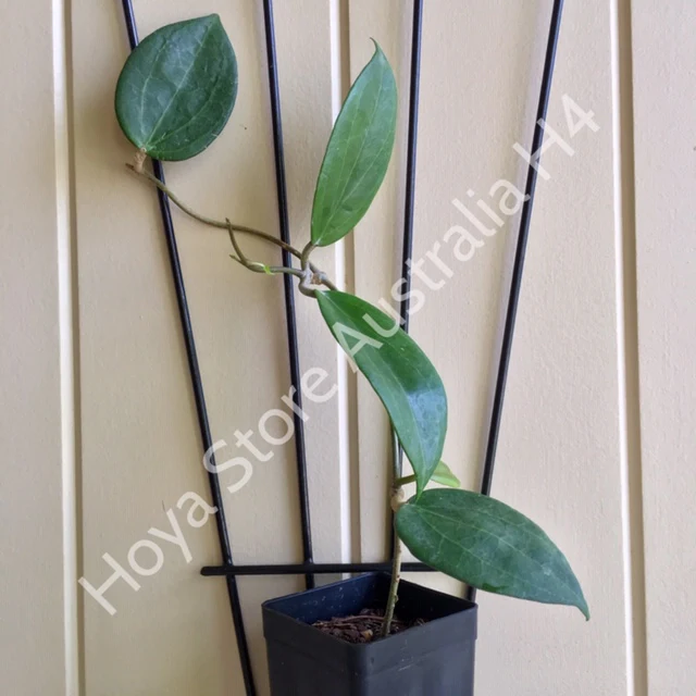 Hoya nicholsoniae H4 - Image 8