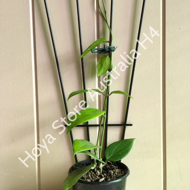 Hoya nicholsoniae H4 - Image 9