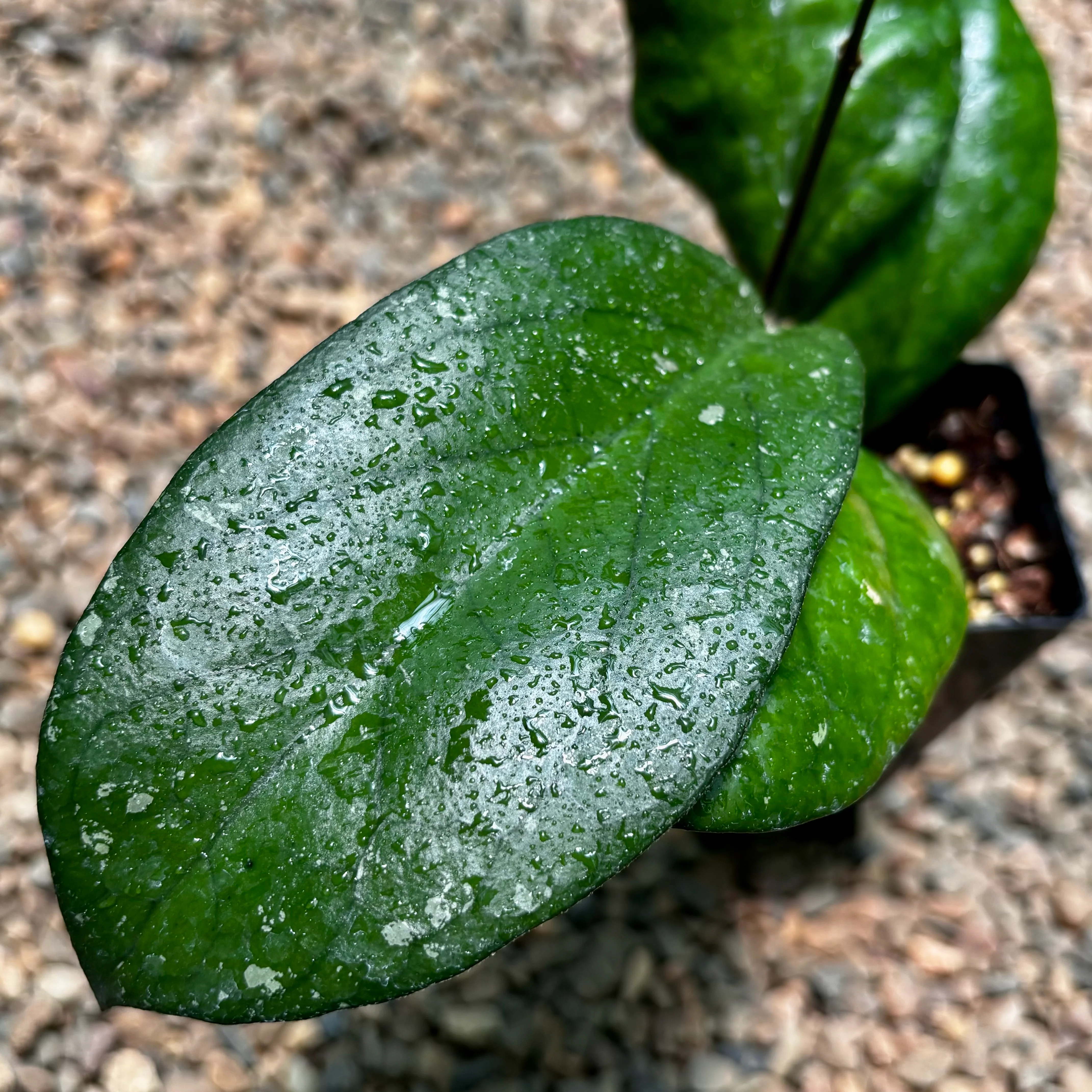 Hoya priktai H444 - Image 2