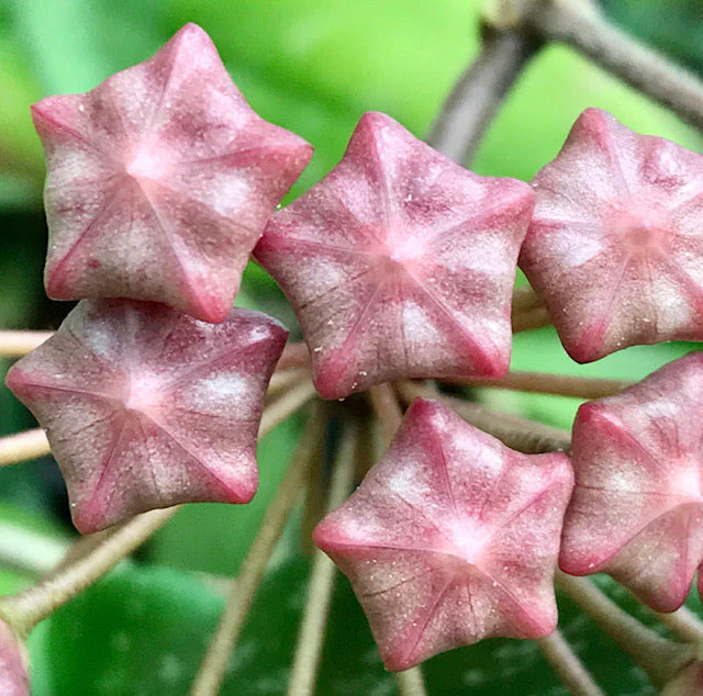 Hoya pubicalyx H165 - Image 10