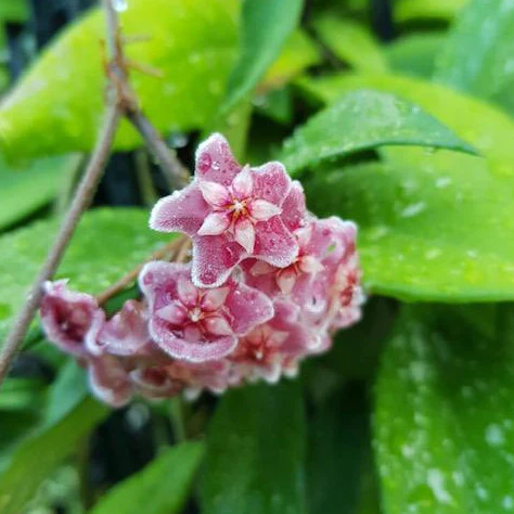 Hoya pubicalyx H165 - Image 12