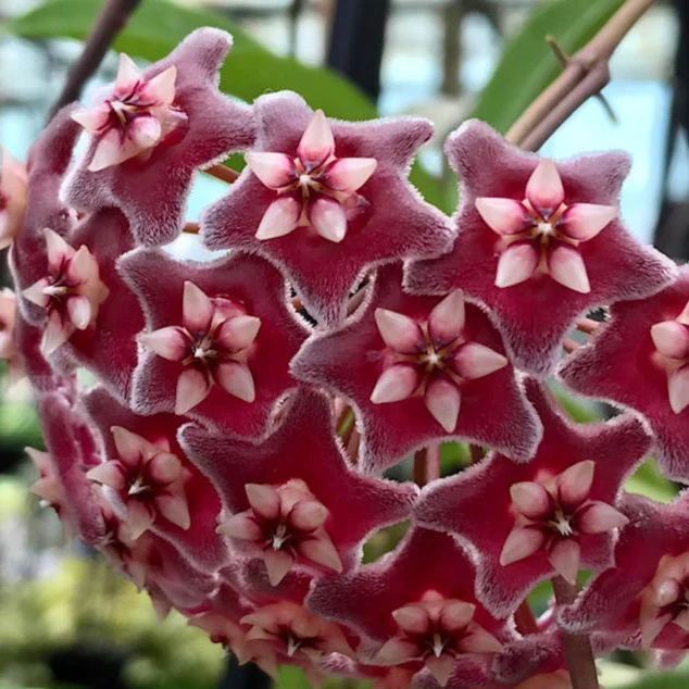 Hoya pubicalyx H165 - Image 13