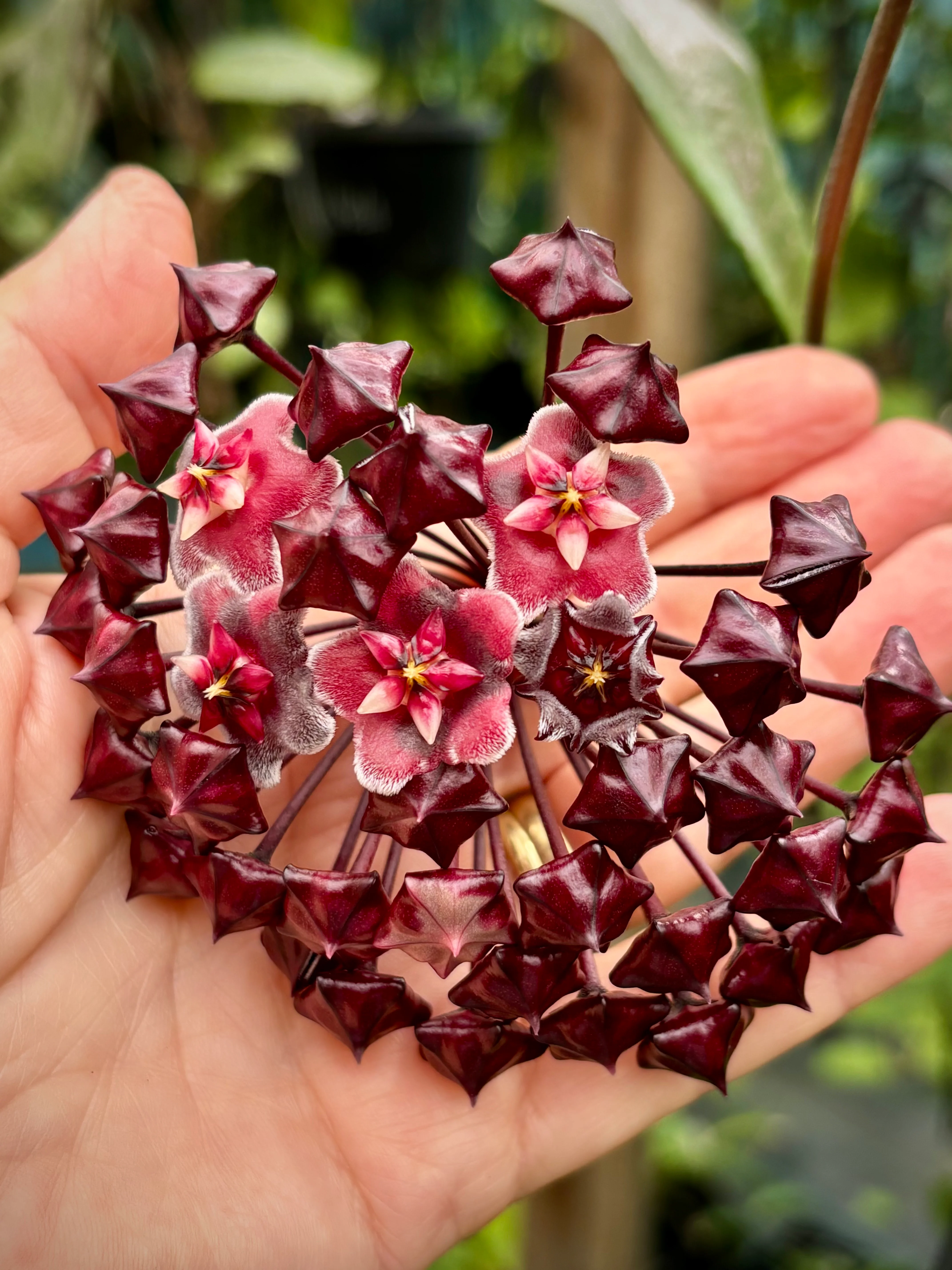 Hoya pubicalyx H165 - Image 14