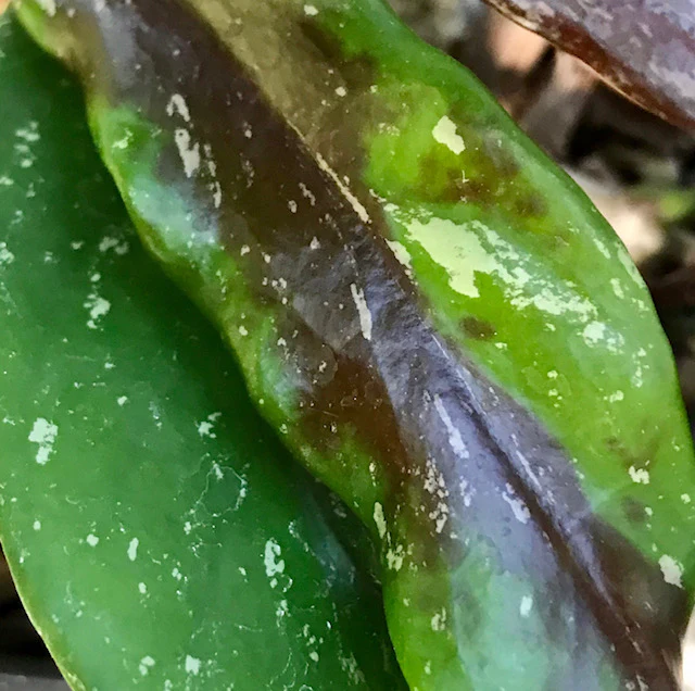Hoya pubicalyx H165 - Image 15