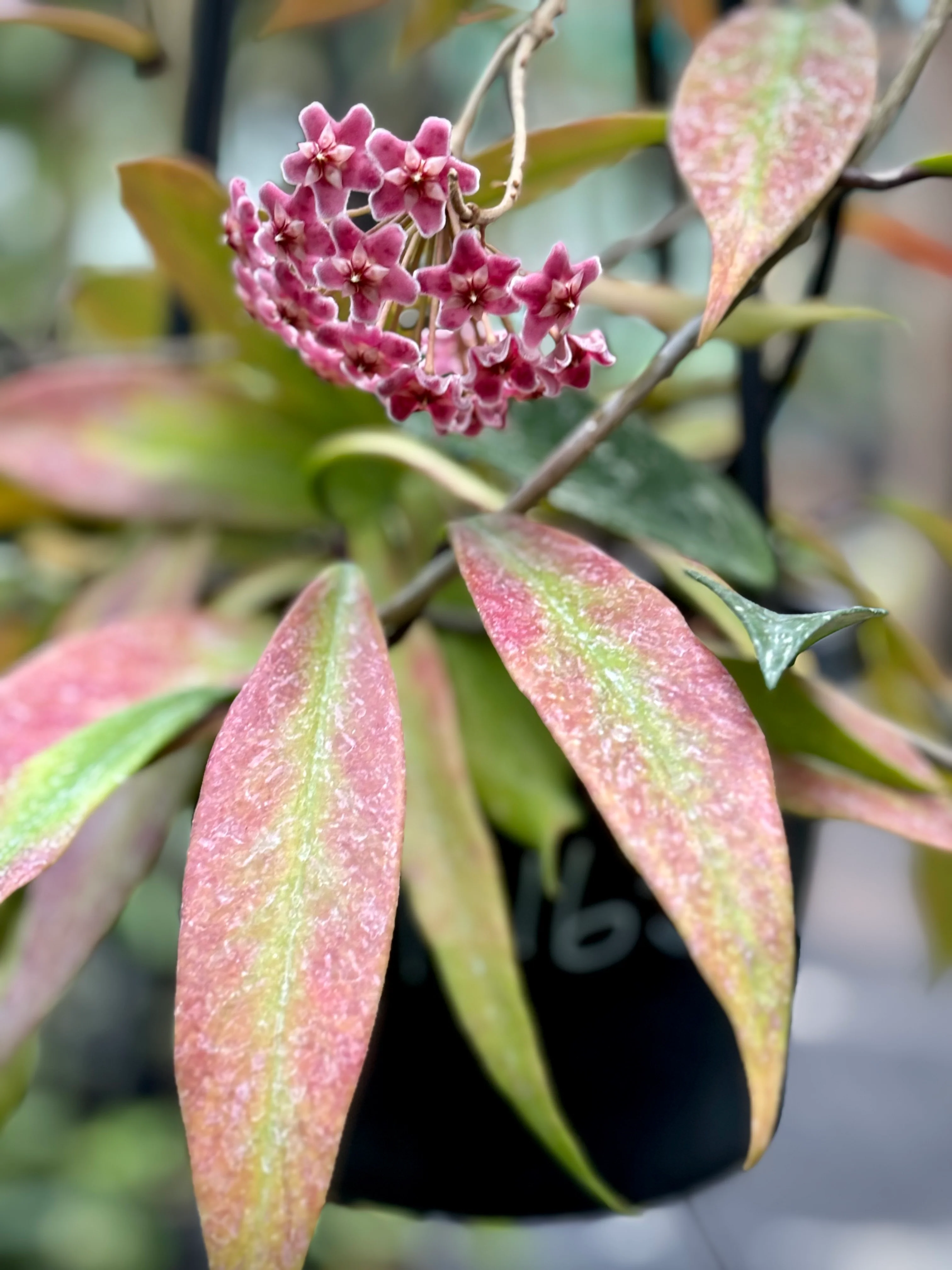 Hoya pubicalyx H165 - Image 16