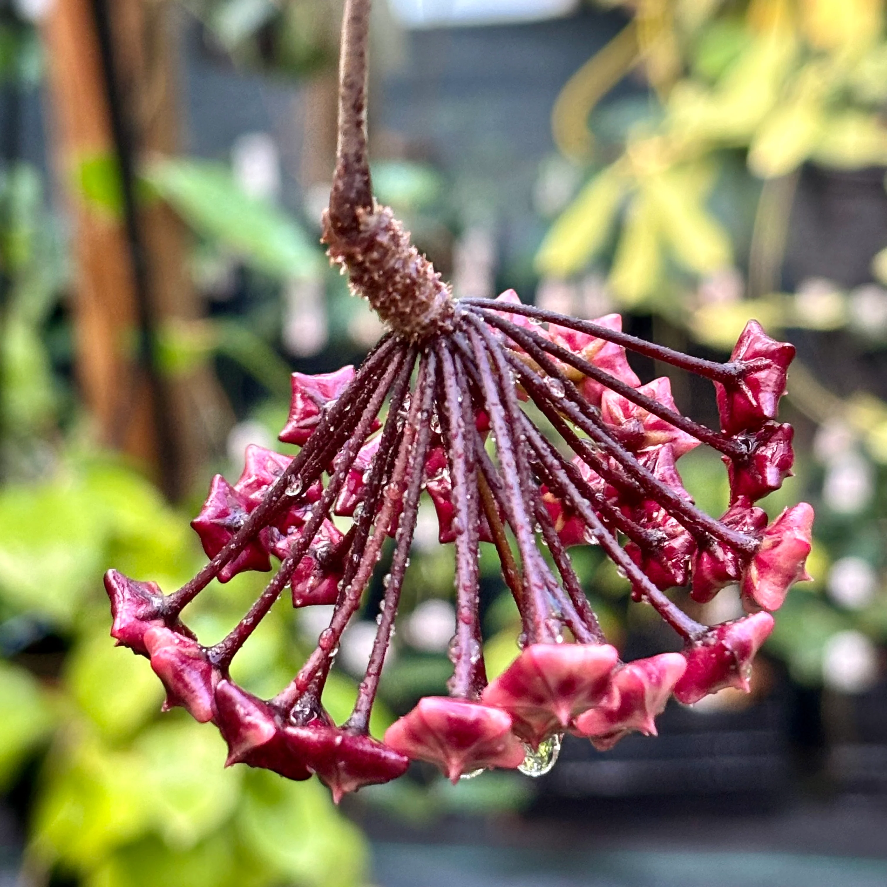 Hoya pubicalyx H165 - Image 17