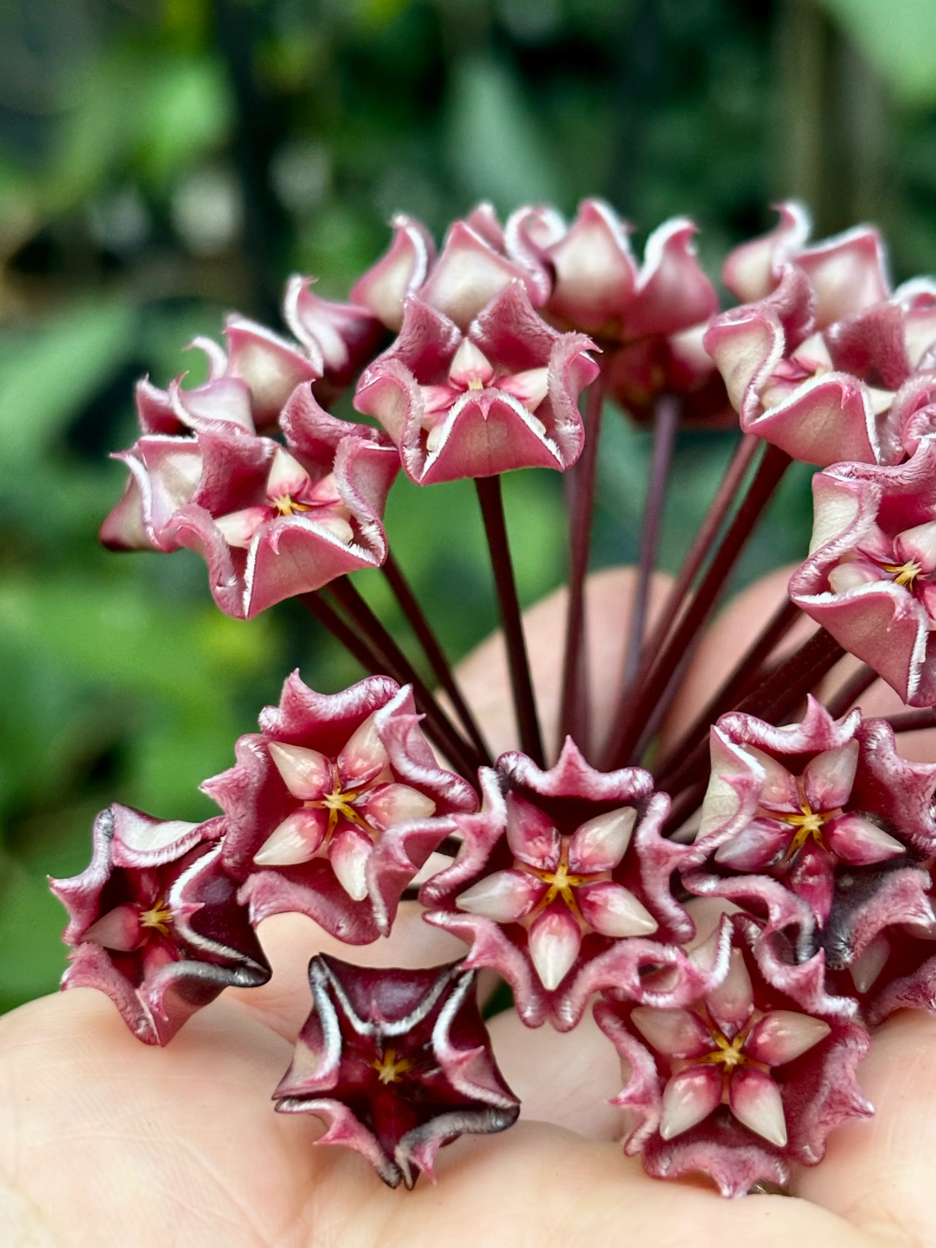 Hoya pubicalyx H165 - Image 18