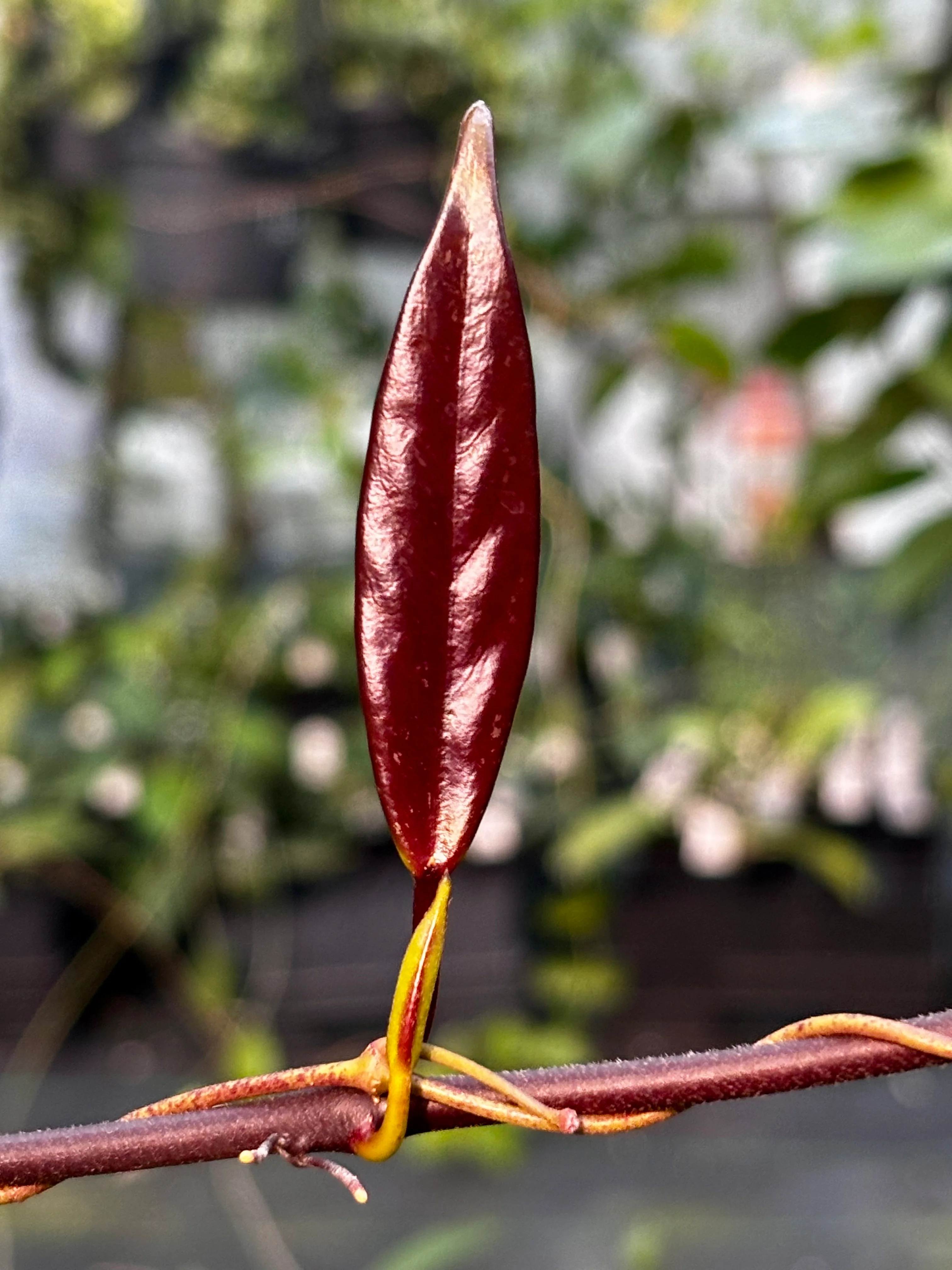 Hoya pubicalyx H165 - Image 19