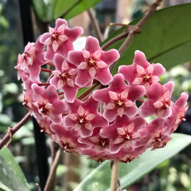 Hoya pubicalyx H165 - Image 2