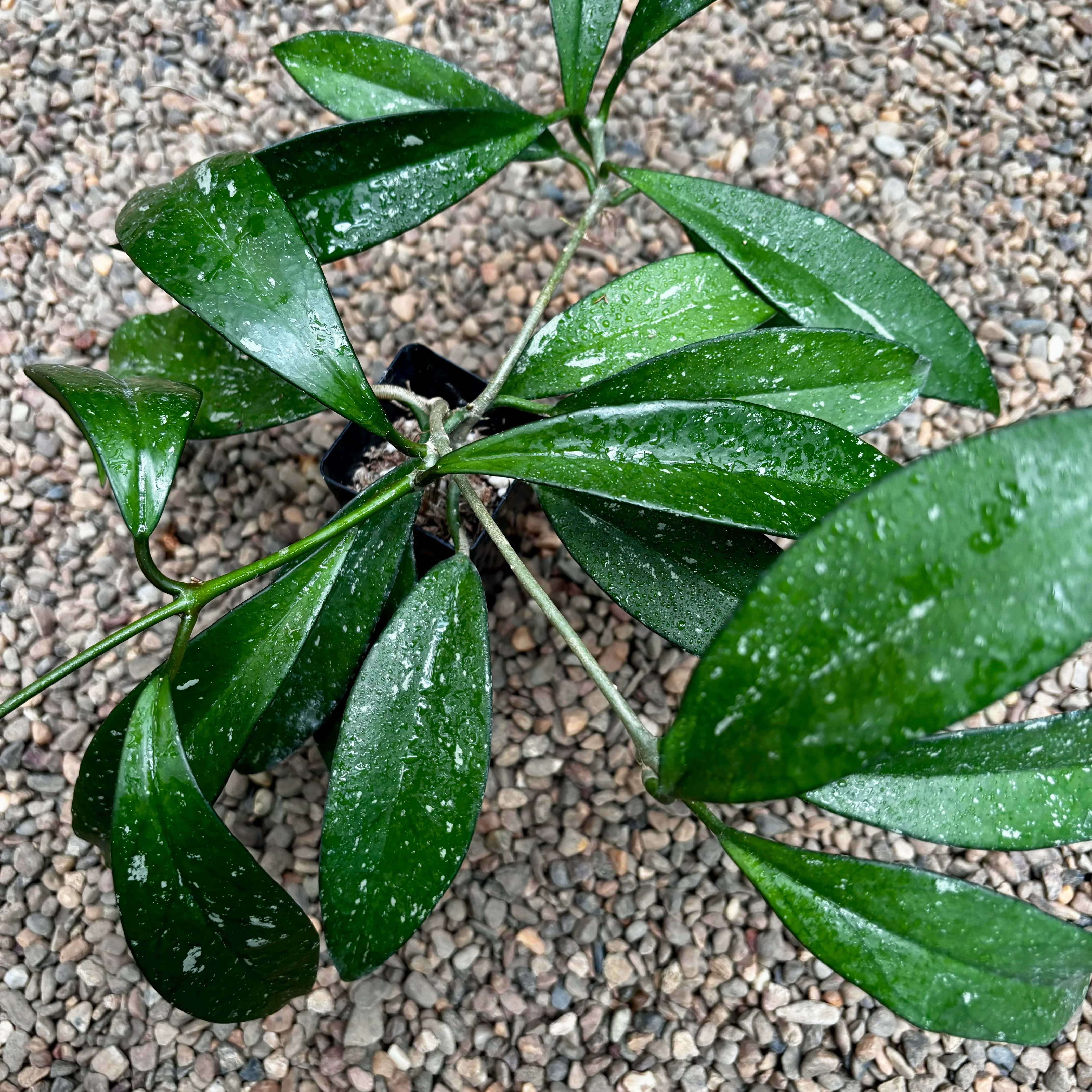Hoya pubicalyx H165 - Image 20