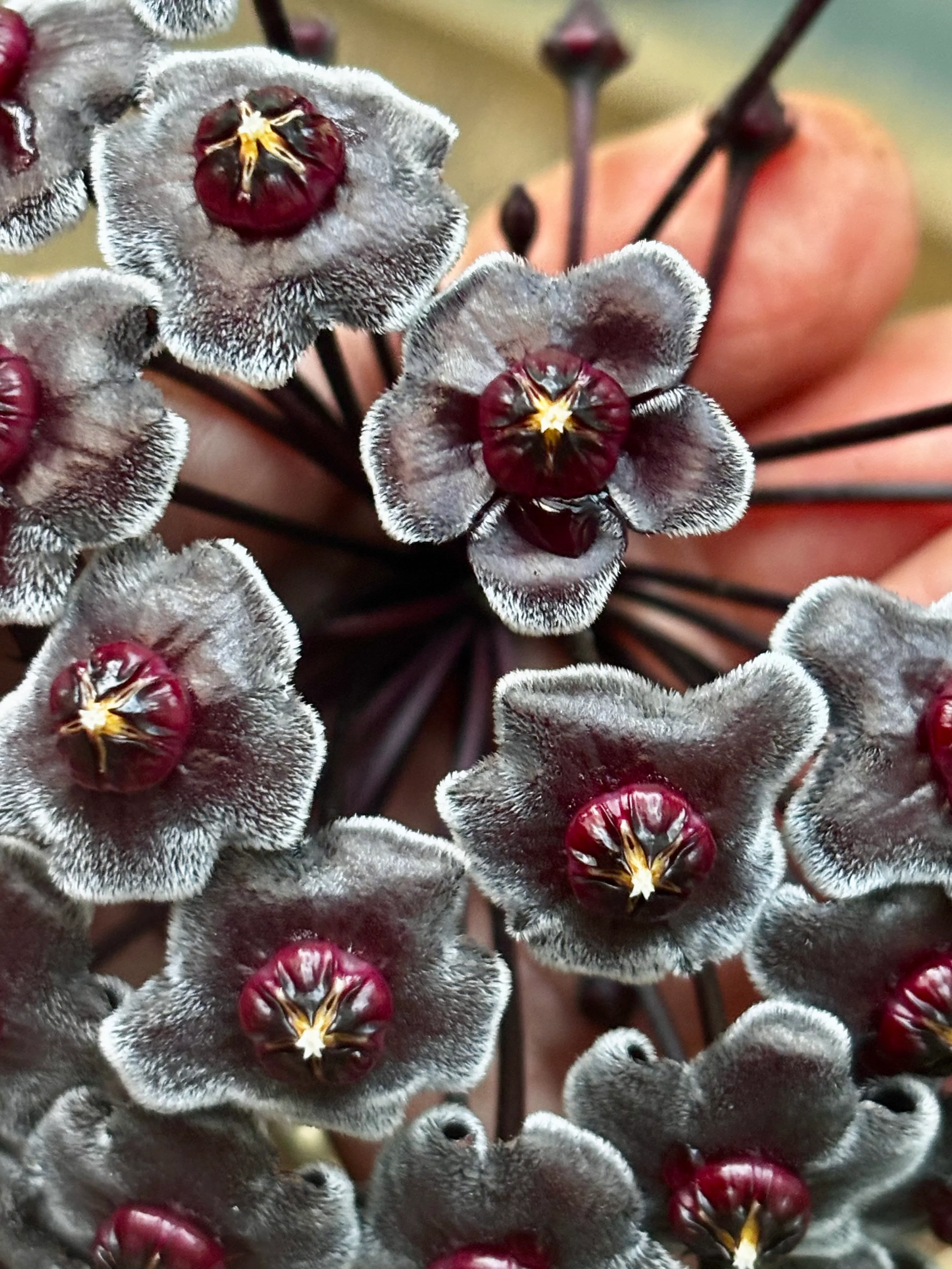 Hoya pubicalyx H165 - Image 21