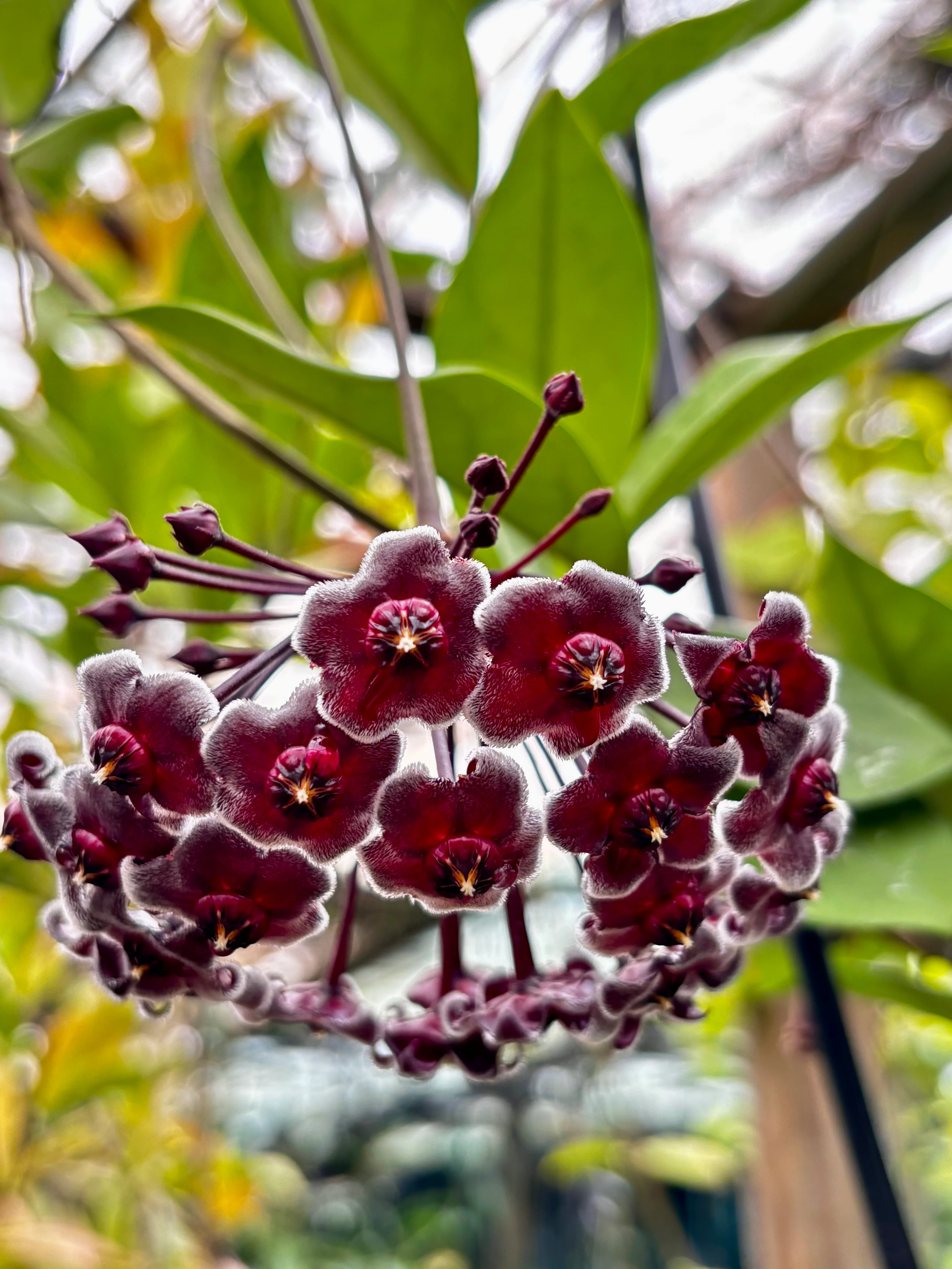 Hoya pubicalyx H165 - Image 23