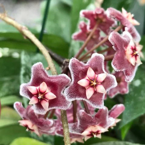 Hoya pubicalyx H165 - Image 4