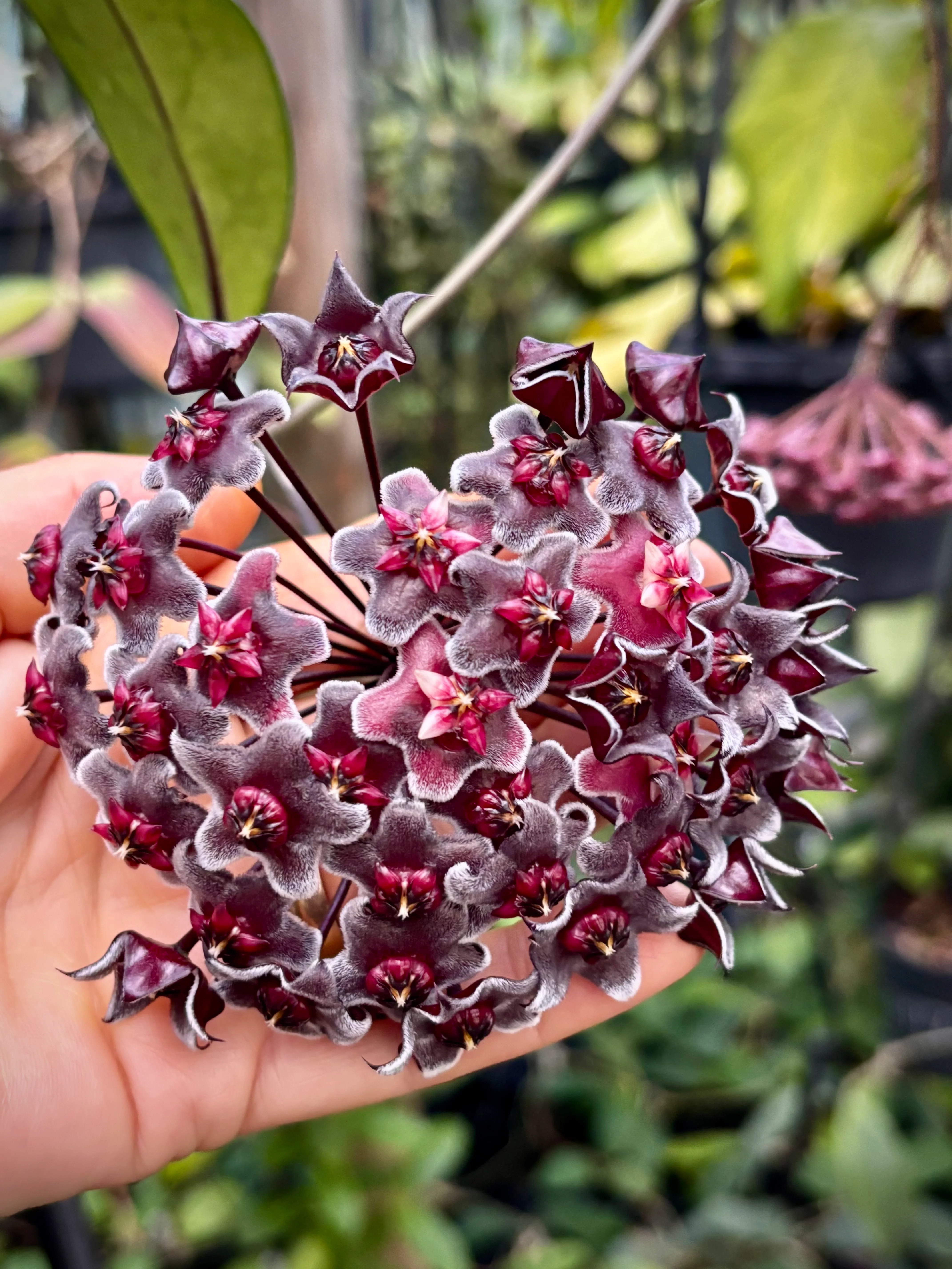 Hoya pubicalyx H165 - Image 5