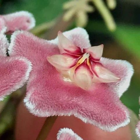 Hoya pubicalyx H165 - Image 6