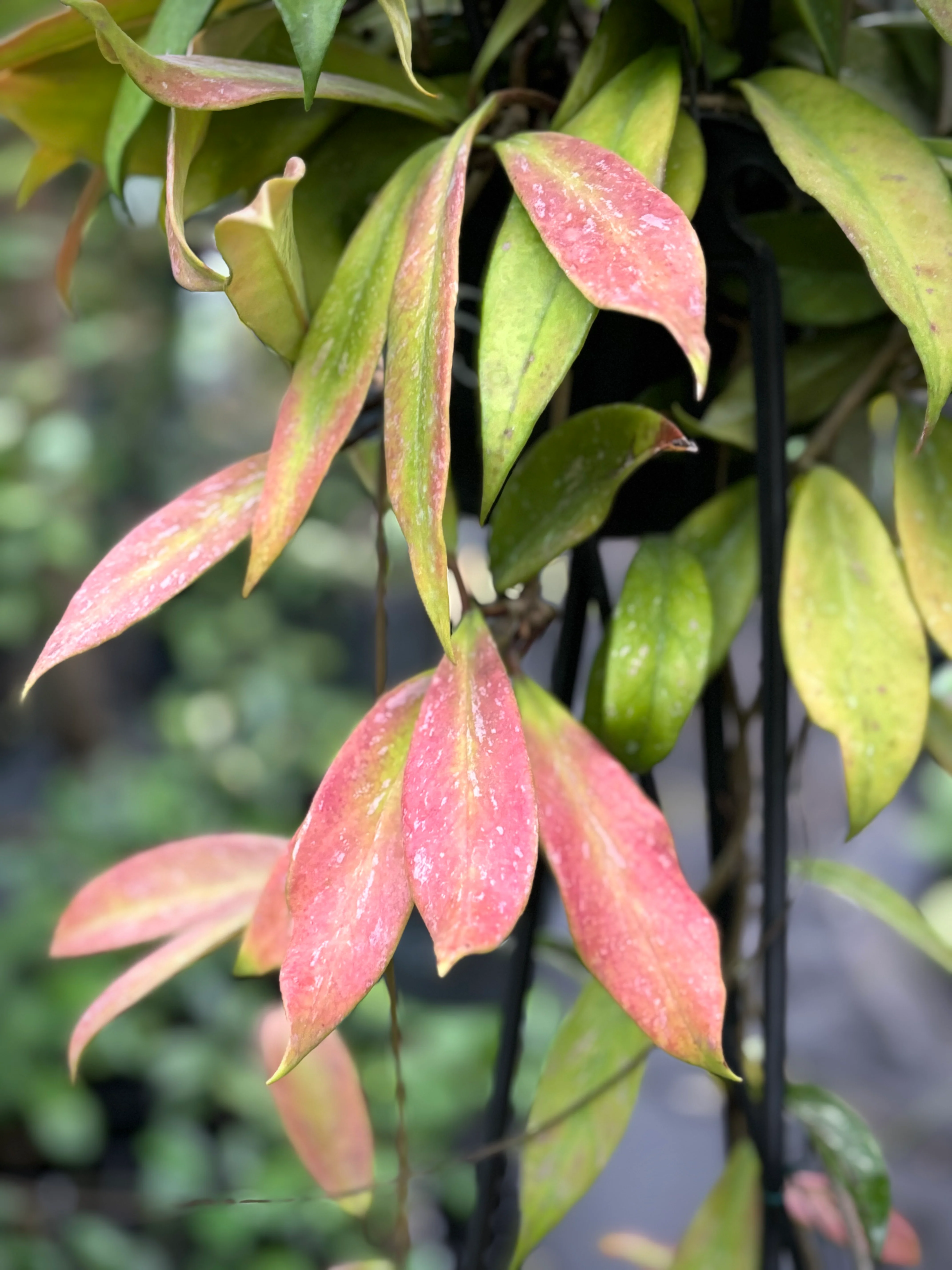 Hoya pubicalyx H165 - Image 7