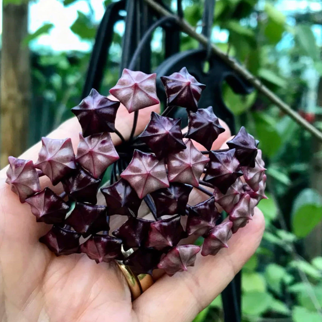 Hoya pubicalyx H165 - Image 8