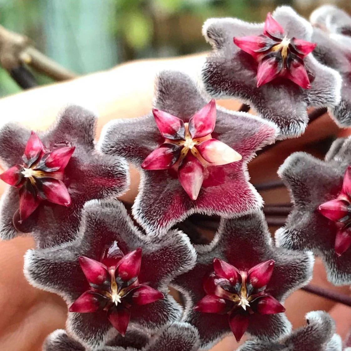 Hoya pubicalyx H165 - Image 9