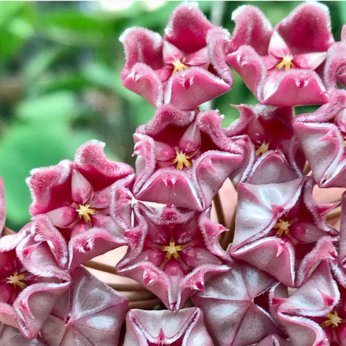 Hoya pubicalyx 'Jungle Garden' H197 - Image 4