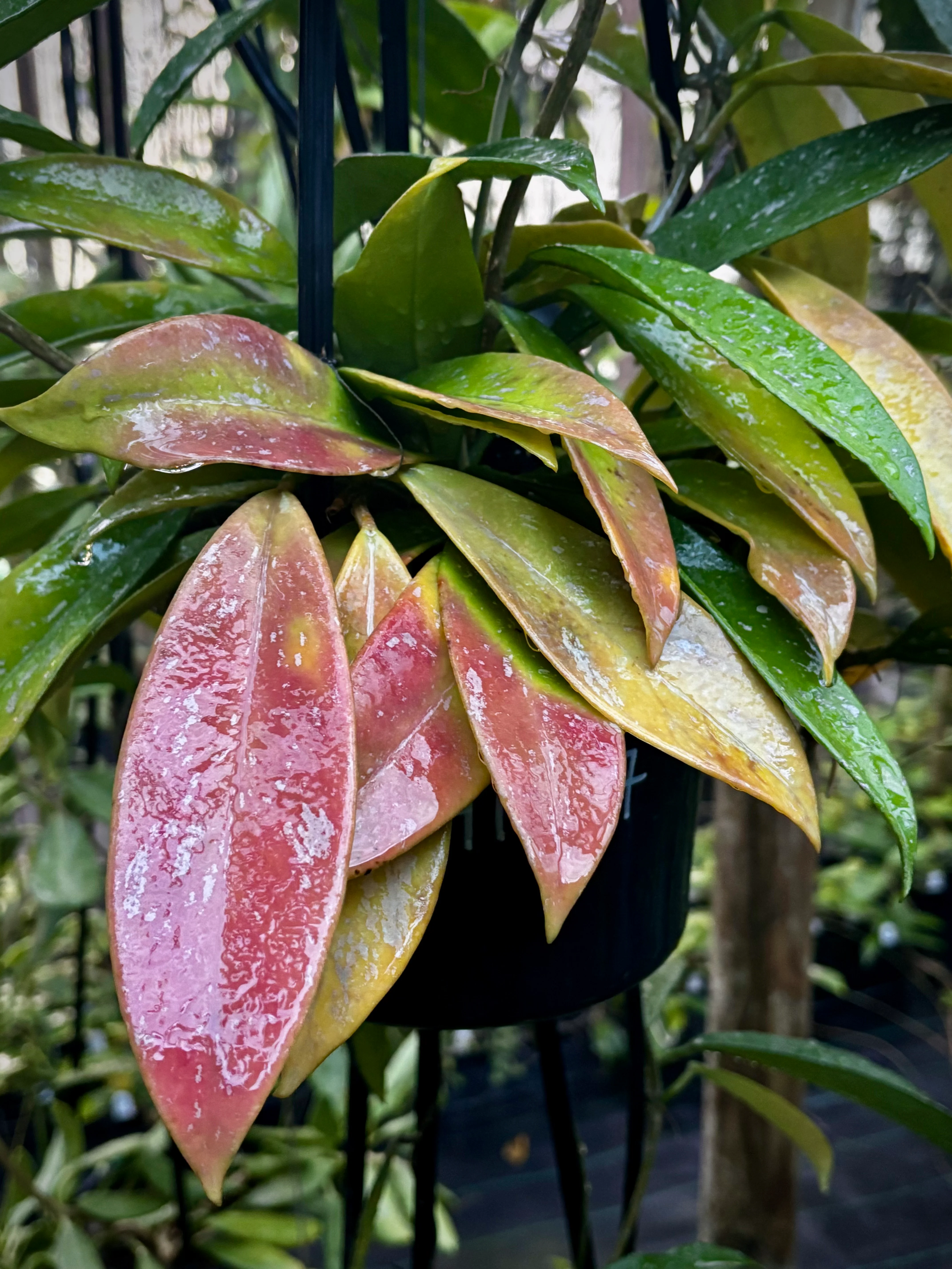 Hoya pubicalyx 'Jungle Garden' H197 - Image 5