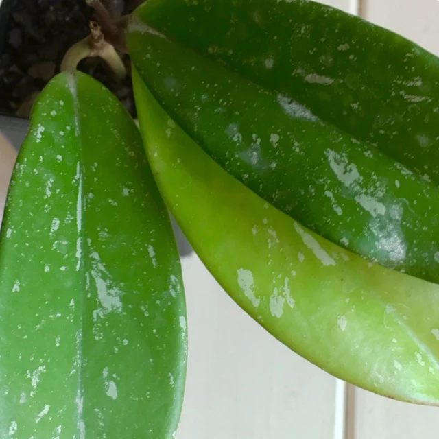 Hoya pubicalyx 'Jungle Garden' H197 - Image 6