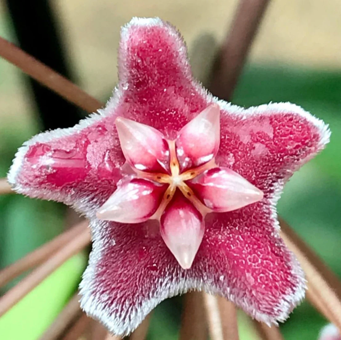 Hoya pubicalyx 'Jungle Garden' H197 - Image 7