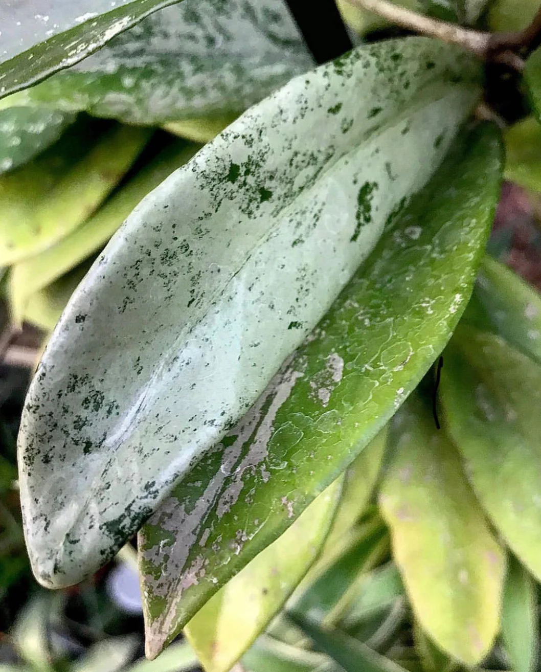 Hoya pubicalyx 'Jungle Garden' H197 - Image 8
