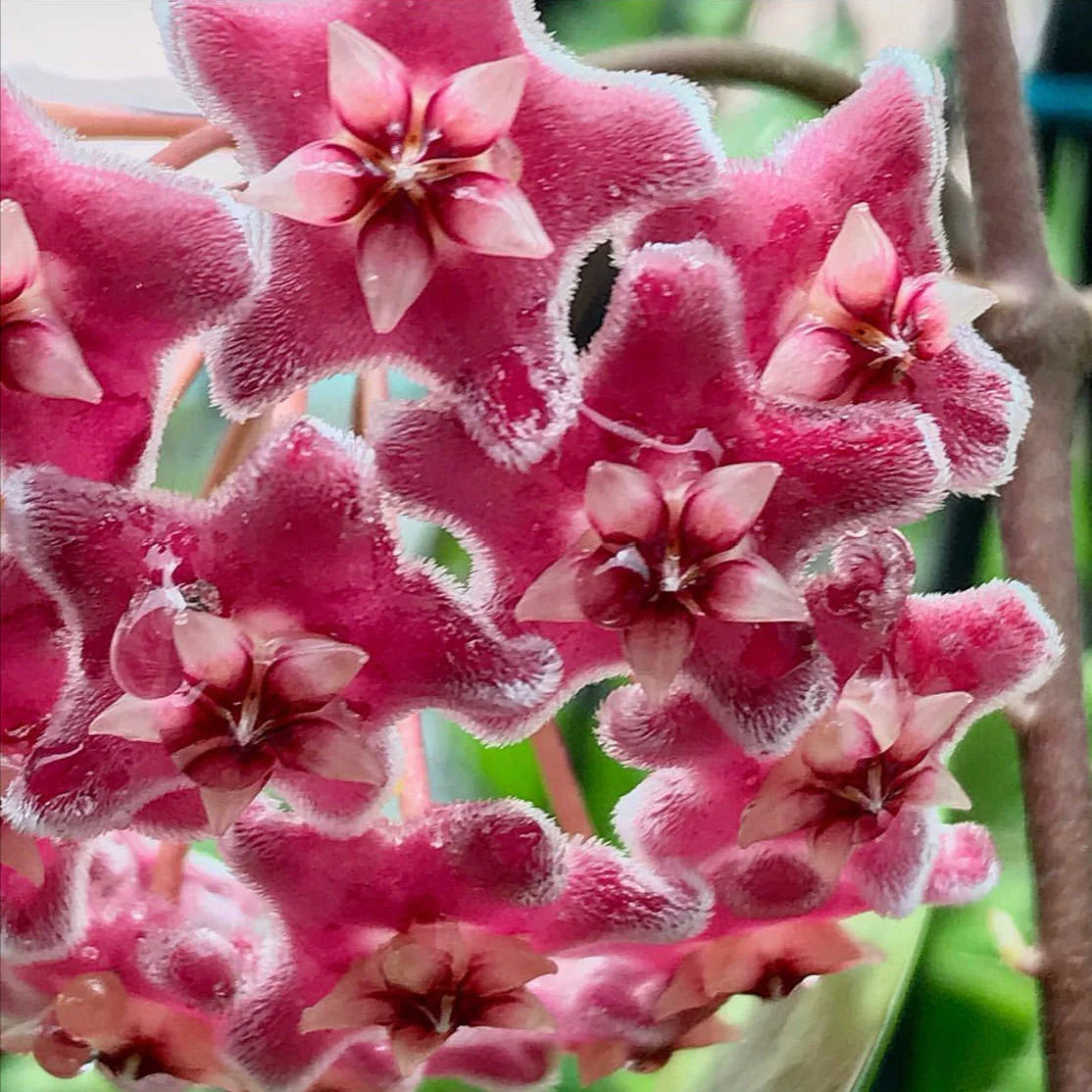 Hoya pubicalyx 'Jungle Garden' H197 - Image 9