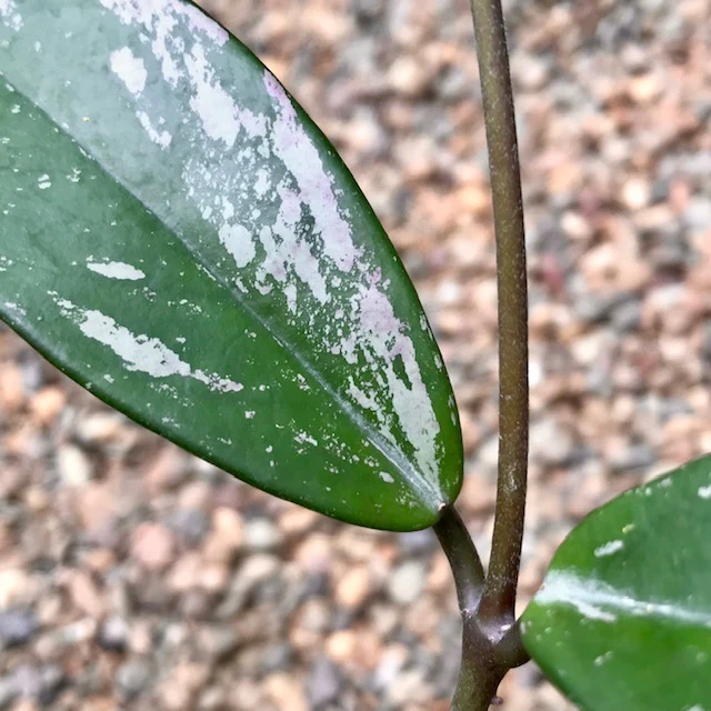 Hoya pubicalyx 'Pink-Silver' IML 0183 H76