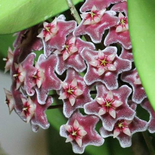 Hoya pubicalyx 'Purple Hybrid' IML 0049 H75 - Image 3
