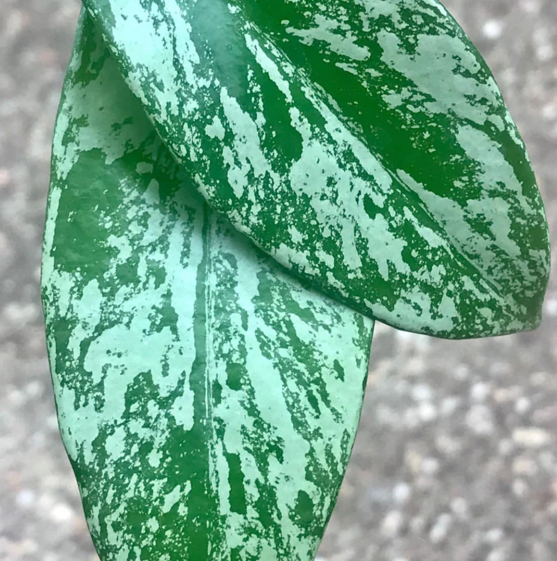 Hoya pubicalyx 'Purple Hybrid' IML 0049 H75 - Image 4
