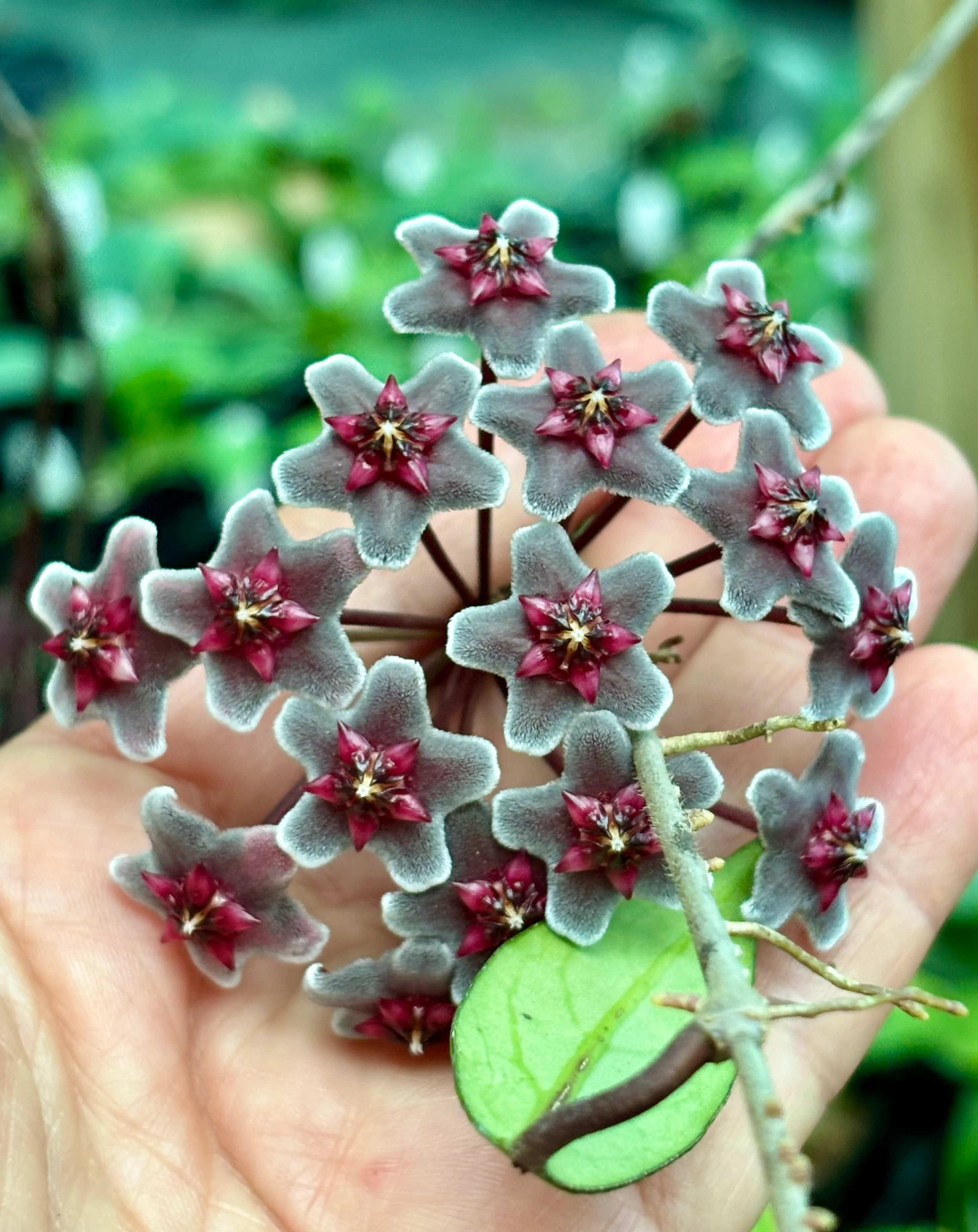 Hoya pubicalyx ‘Red Buttons’ IML 0268 H323 - Image 11